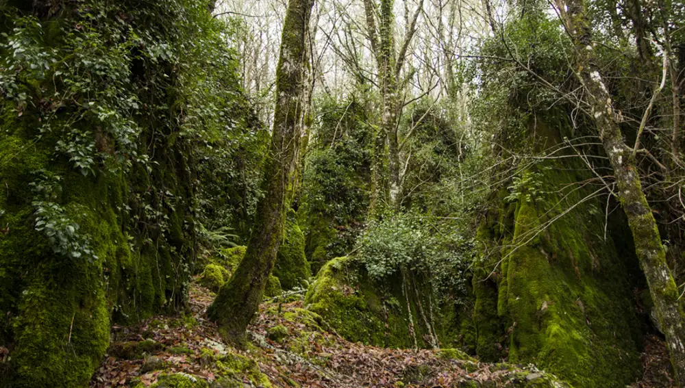 Bosque de Os Grobos