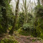 Bosque de Os Grobos