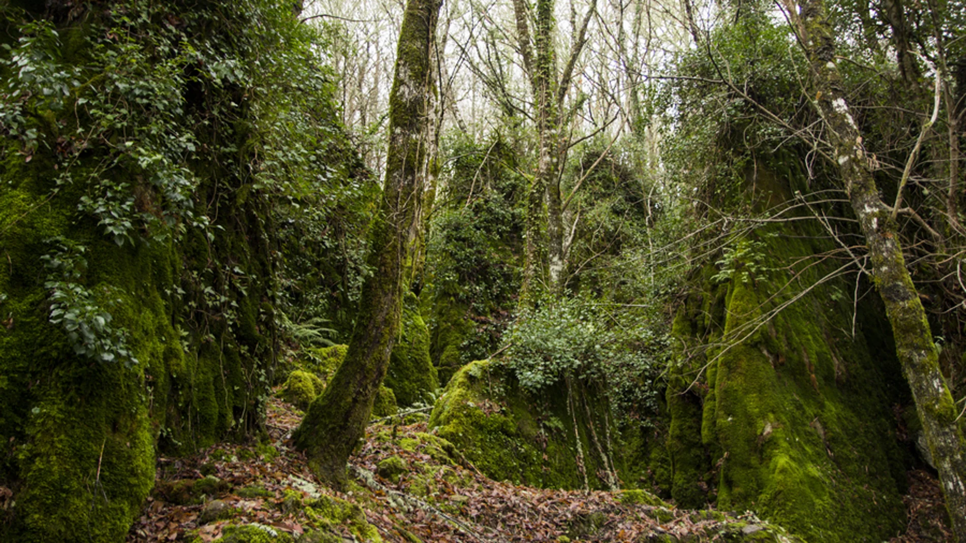 Bosque de Os Grobos