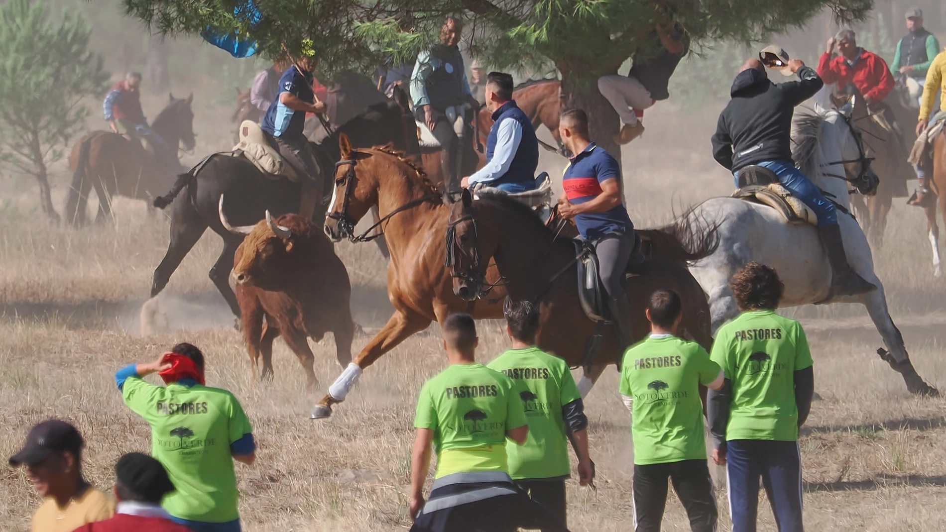 Celebración del Toro de la Vega en Tordesillas