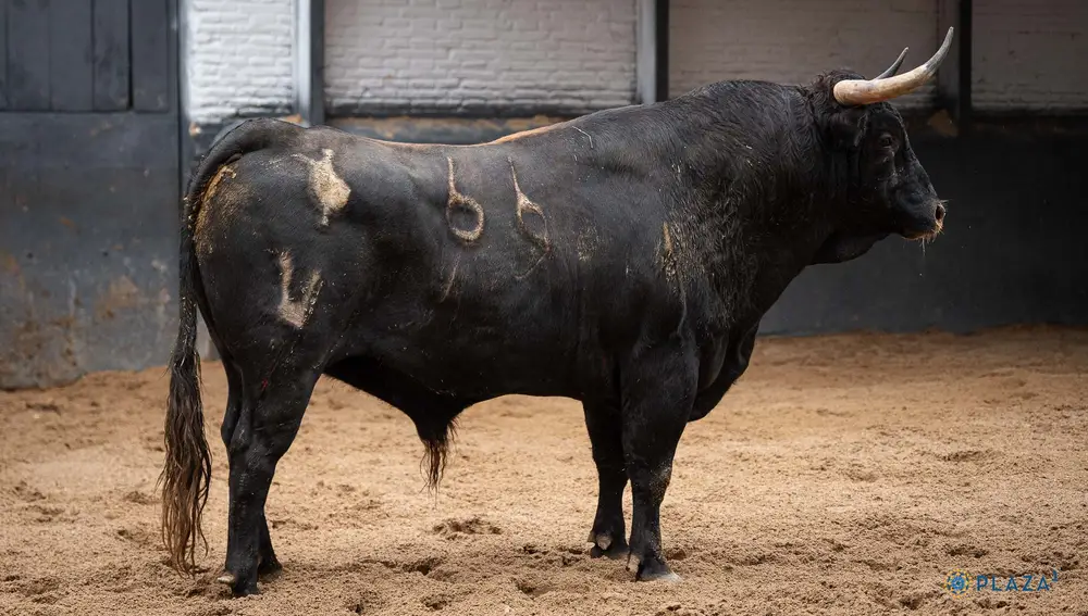 "Holandero II", nº 66.