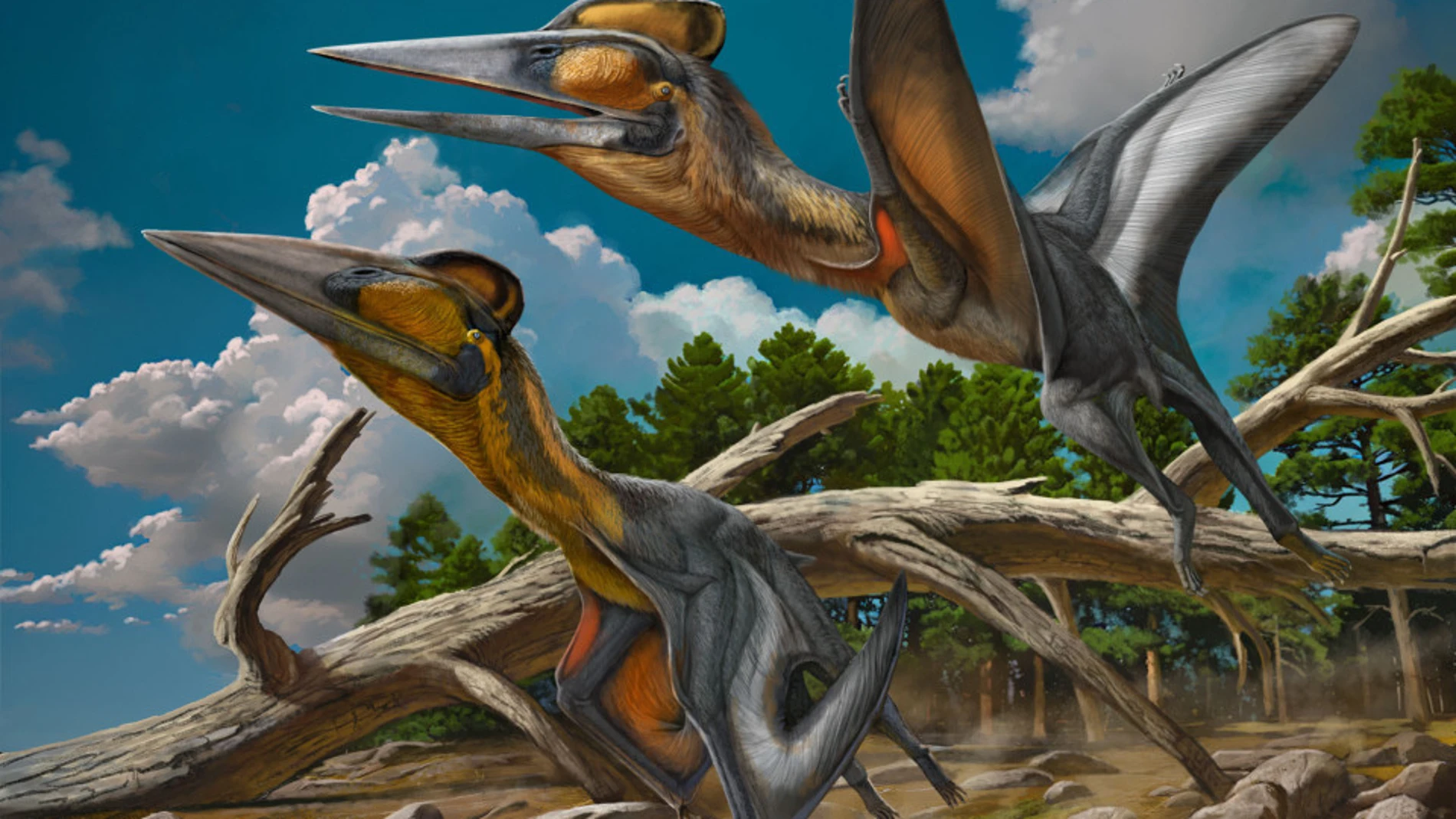 La imagen de reconstrucción muestra al Nipponopterus mifunensis, una especie y género de pterosaurio recientemente identificado, hallado en el suroeste de Japón