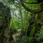 Así es el bosque encantado de Lugo que no te puedes perder