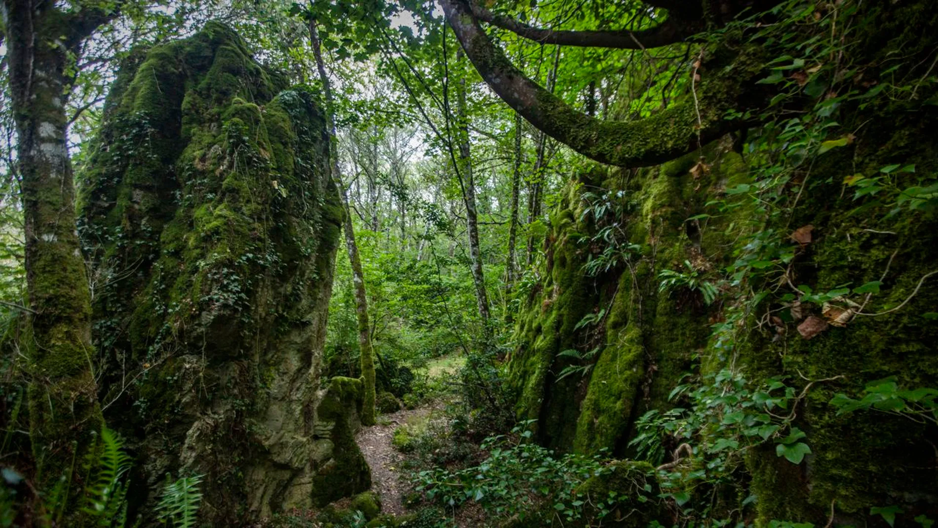 Así es el bosque encantado de Lugo que no te puedes perder
