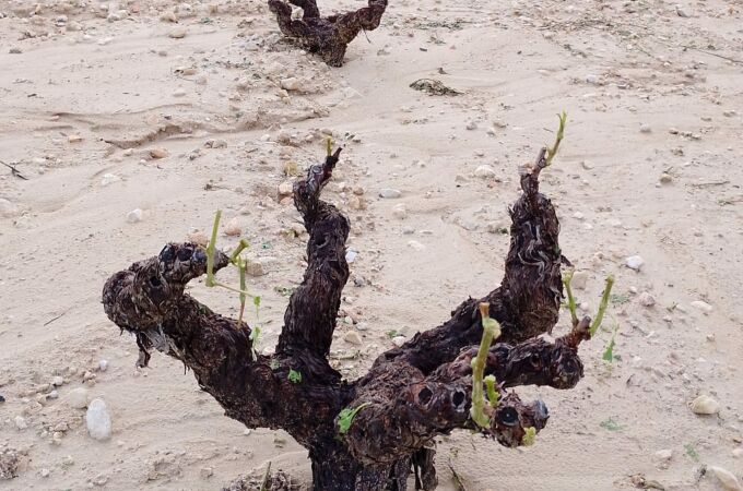 MURCIA.-La DOP de Jumilla calcula en más de 24.000 las hectáreas afectadas por el granizo del pasado sábado