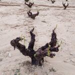 MURCIA.-La DOP de Jumilla calcula en más de 24.000 las hectáreas afectadas por el granizo del pasado sábado