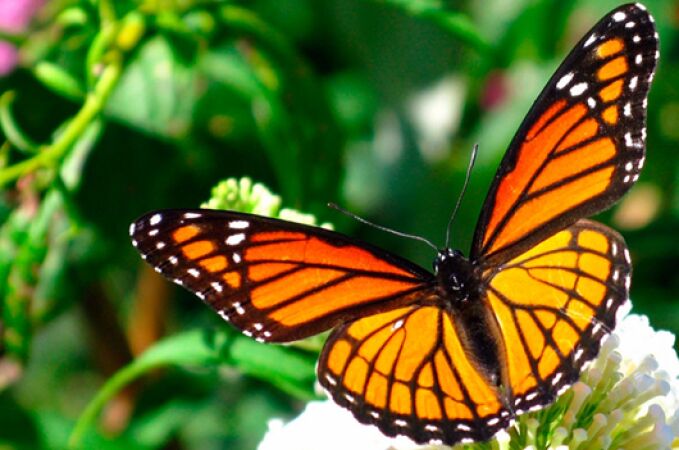 Desde 1992 se celebra el día europeo de la Red Natura 2000 bajo el lema “El simple aleteo de una mariposa puede cambiar el mundo”