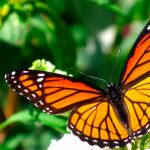 Desde 1992 se celebra el día europeo de la Red Natura 2000 bajo el lema “El simple aleteo de una mariposa puede cambiar el mundo”