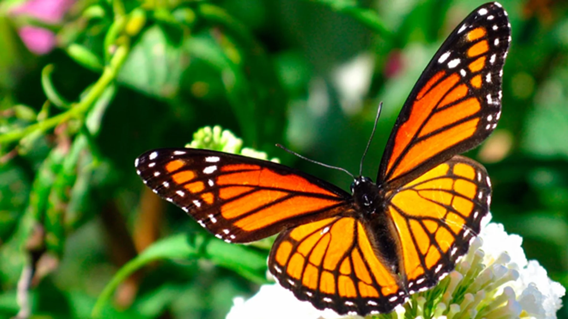 Desde 1992 se celebra el día europeo de la Red Natura 2000 bajo el lema “El simple aleteo de una mariposa puede cambiar el mundo”