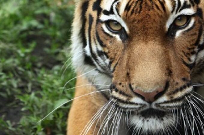 El 22 de mayo se celebra en todo el mundo, el Dia Mundial de la Biodiversidad