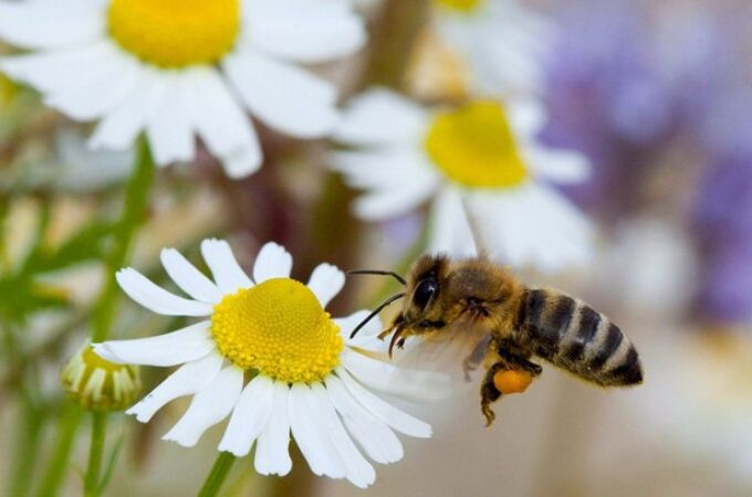 Las abejas son fundamentales para el mantenimiento de los ecosistemas