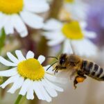 Las abejas son fundamentales para el mantenimiento de los ecosistemas