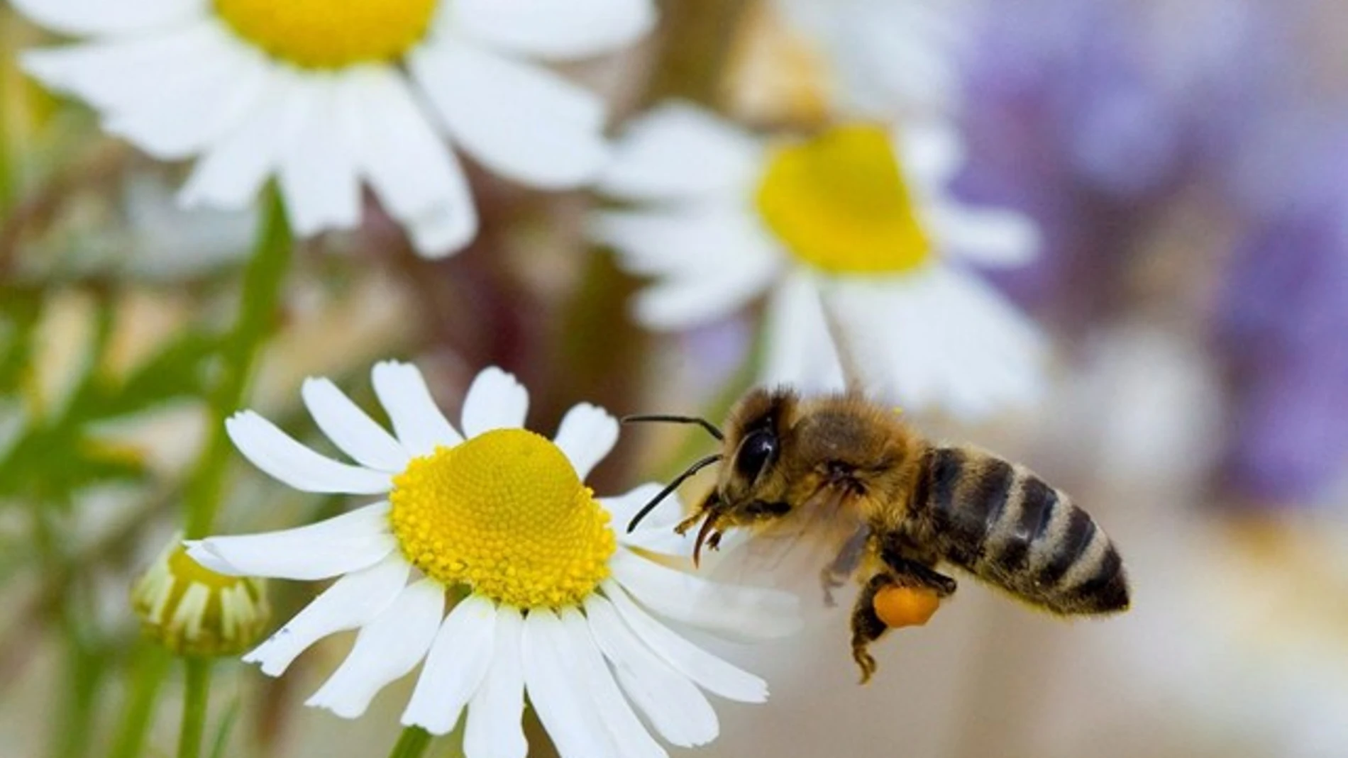 Las abejas son fundamentales para el mantenimiento de los ecosistemas
