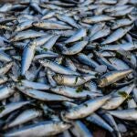 Imagen de archivo de peces muertos