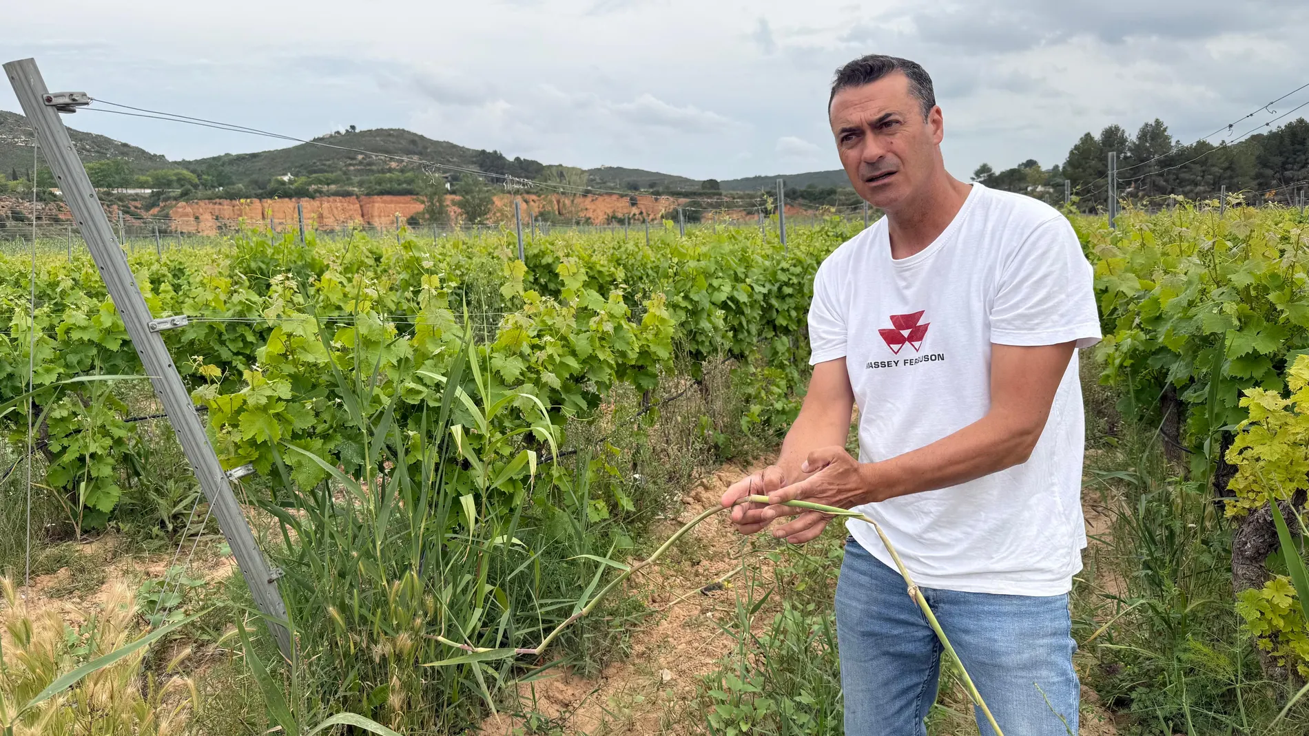 José Ibáñez muestra uno de los campos de vid con las cañas que se esparcen sin control