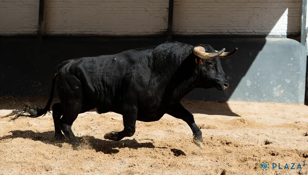 "Listoncillo", nº 35