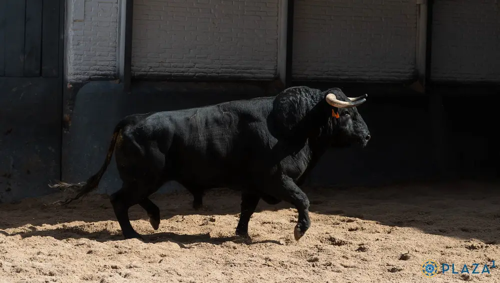 "Bailador", nº 15