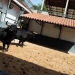Estos son los serios toros de El Capea para la reaparición de Diego Ventura en Madrid