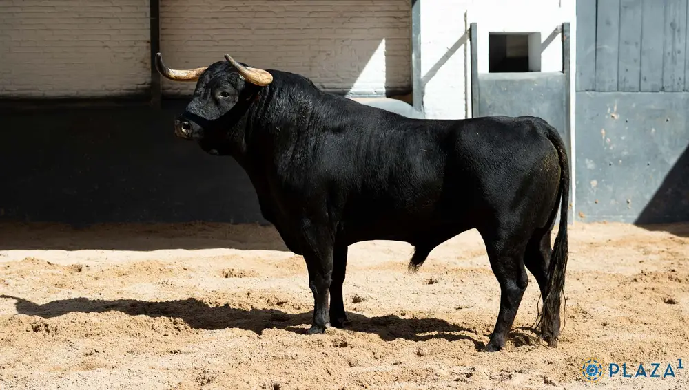 "Esmeraldo", nº 12
