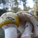 Castilla y León vive una "ebullición micológica"