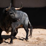 Guapos y serios: los toros de La Quinta ya están enchiquerados para una tarde histórica en Las Ventas
