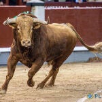 Toro de Pedraza de Yeltes premiado con la vuelta al ruedo