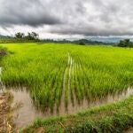 El Govern convoca ayudas de cooperación para el medio ambiente en la gestión de arrozales