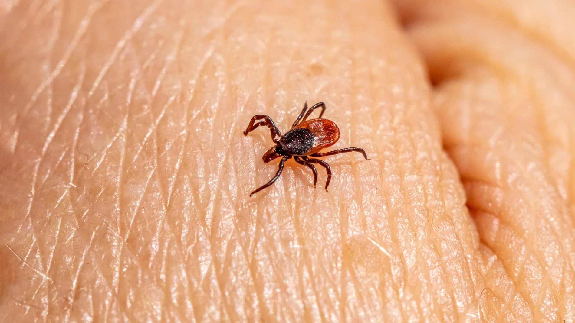 El desconocido animal del que tenemos que huir en España: "Tenemos que tener mucho cuidado"