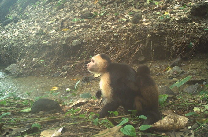 Un joven mono capuchino de cara blanca cargando a un bebé mono aullador, captado por una cámara trampa remota en Jicarón.