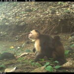 Un joven mono capuchino de cara blanca cargando a un bebé mono aullador, captado por una cámara trampa remota en Jicarón.