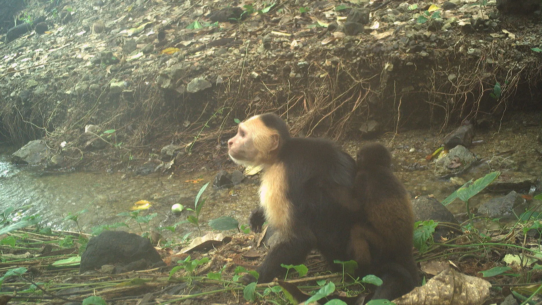 Un joven mono capuchino de cara blanca cargando a un bebé mono aullador, captado por una cámara trampa remota en Jicarón.