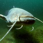 Silurus glanis