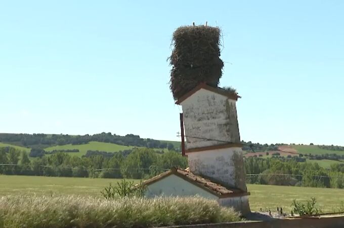El nido viral de unas cigüeñas de Burgos