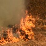 ¿Aves que provocan incendios? El impactante descubrimiento que está desconcertando a los científicos