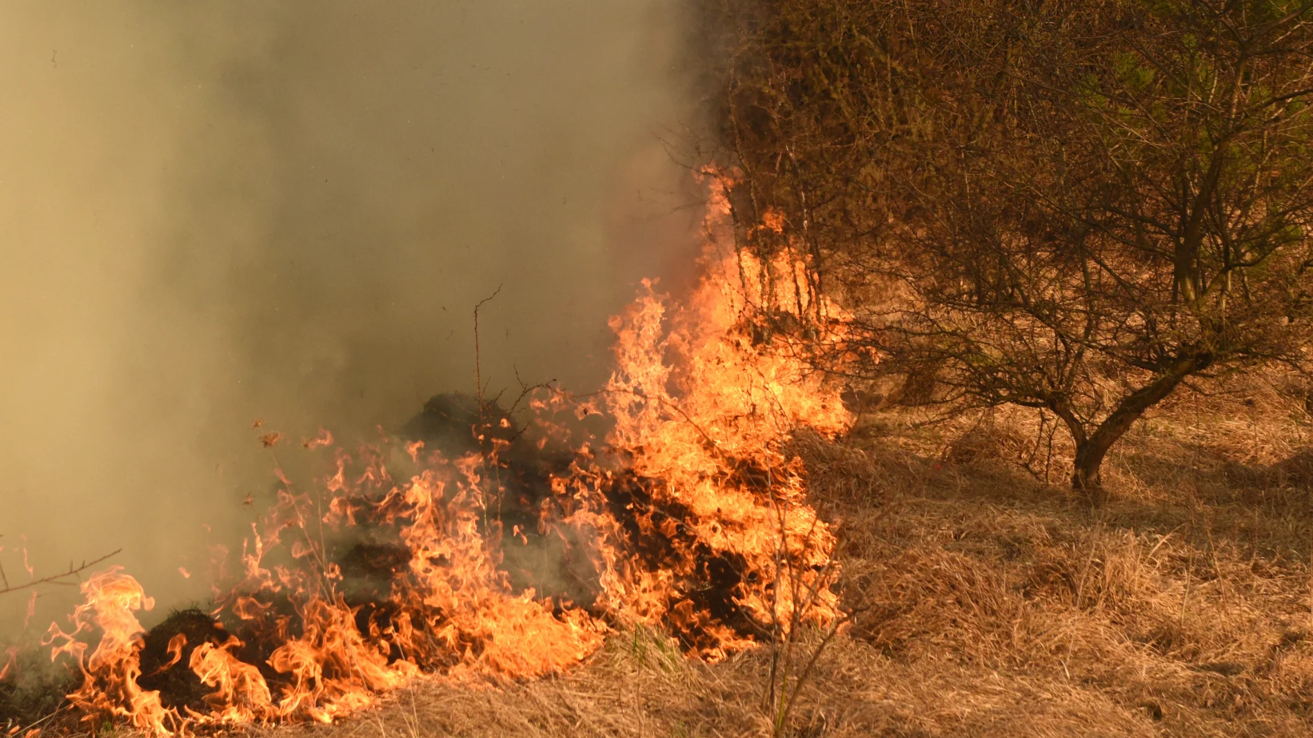 ¿Aves que provocan incendios? El impactante descubrimiento que está desconcertando a los científicos