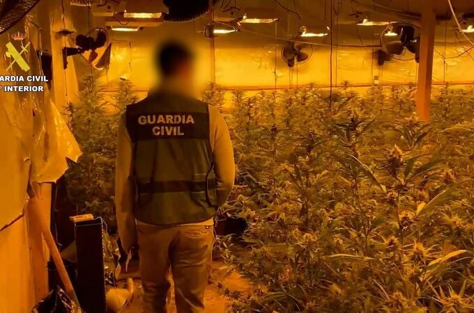 Sucesos.- Desmantelada una "sofisticada" plantación de marihuana en una nave de Almoradí (Alicante) con 616 plantas