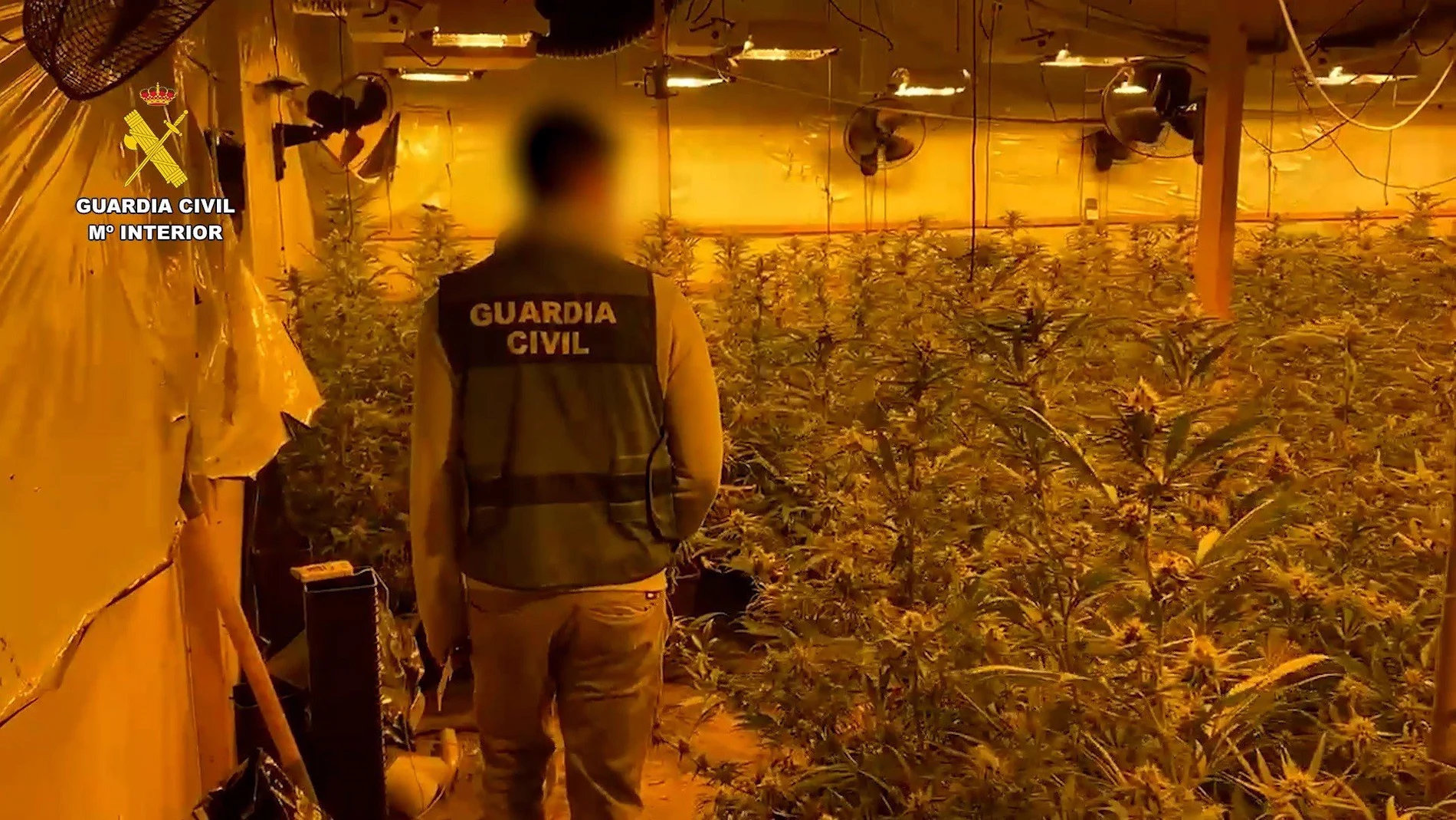 Sucesos.- Desmantelada una "sofisticada" plantación de marihuana en una nave de Almoradí (Alicante) con 616 plantas