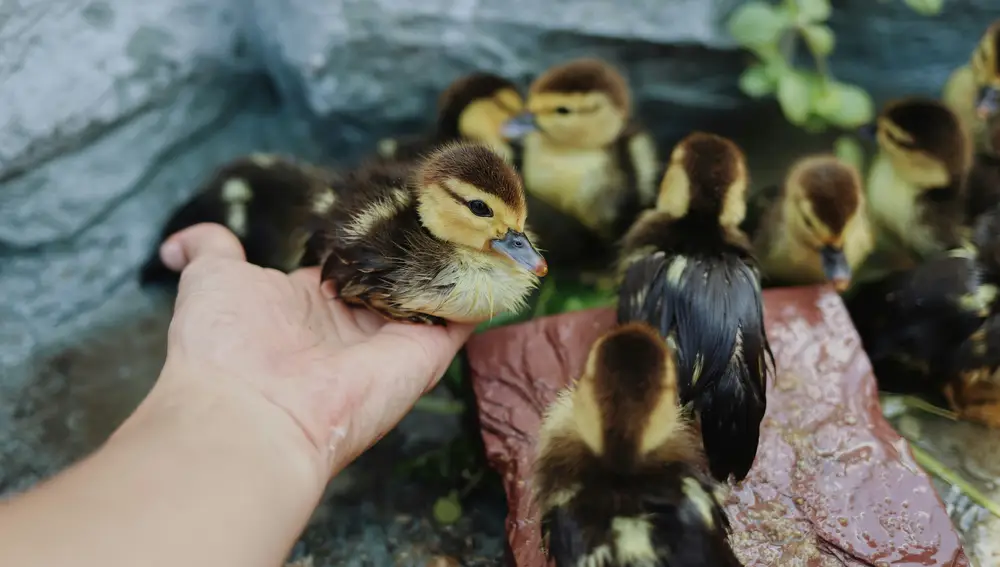 Un hombre rescata a un patito atrapado en una alcantarilla: “Increíble, qué cosa más bonita”