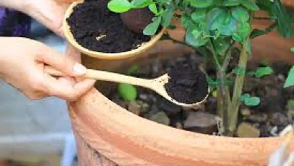 Posos de café