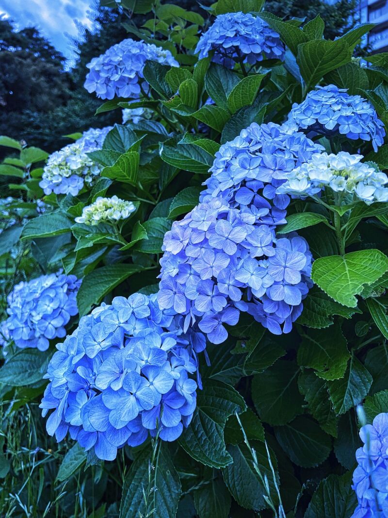  Las hortensias florecerán de un azul brillante si se agrega un ingrediente de cocina a la tierra