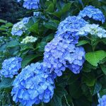  Las hortensias florecerán de un azul brillante si se agrega un ingrediente de cocina a la tierra