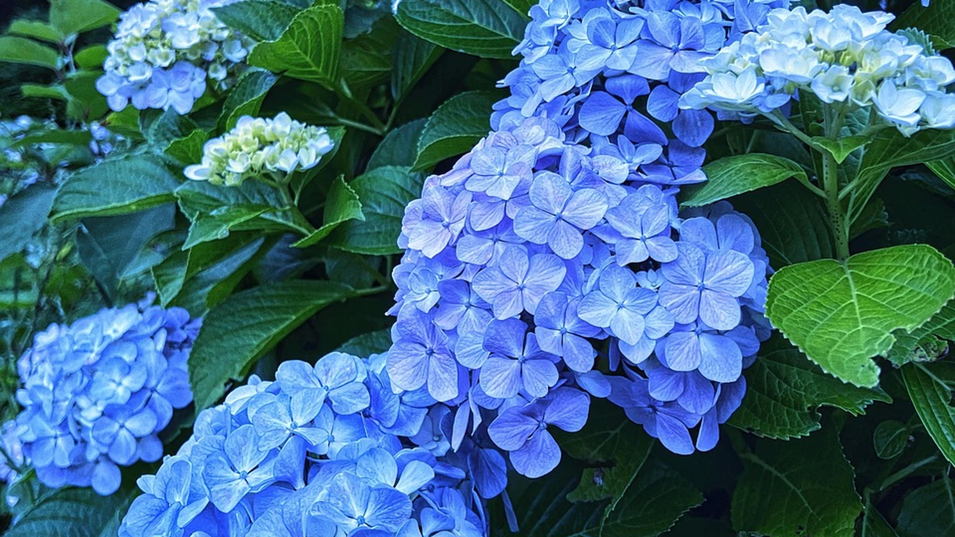 Las hortensias florecerán de un azul brillante si se agrega un ingrediente de cocina a la tierra