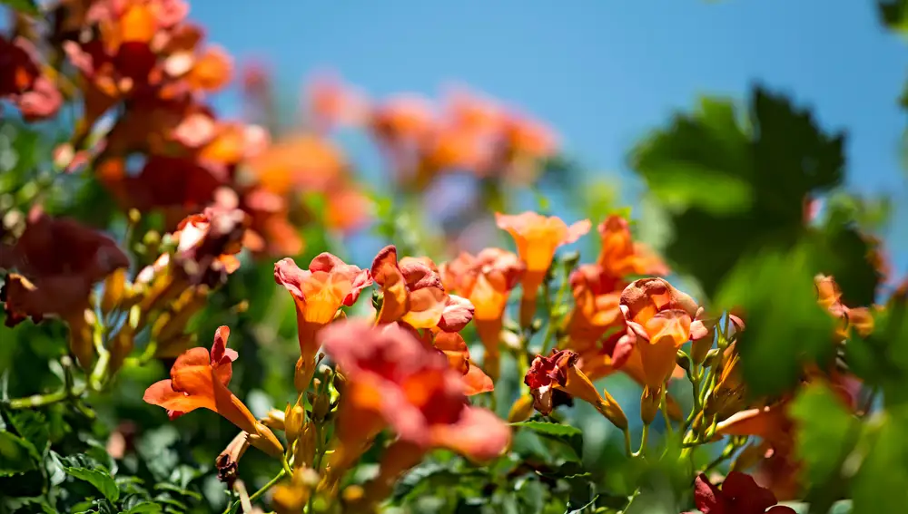 Bignonia naranja