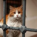 Imagen de archivo de un gato peludo