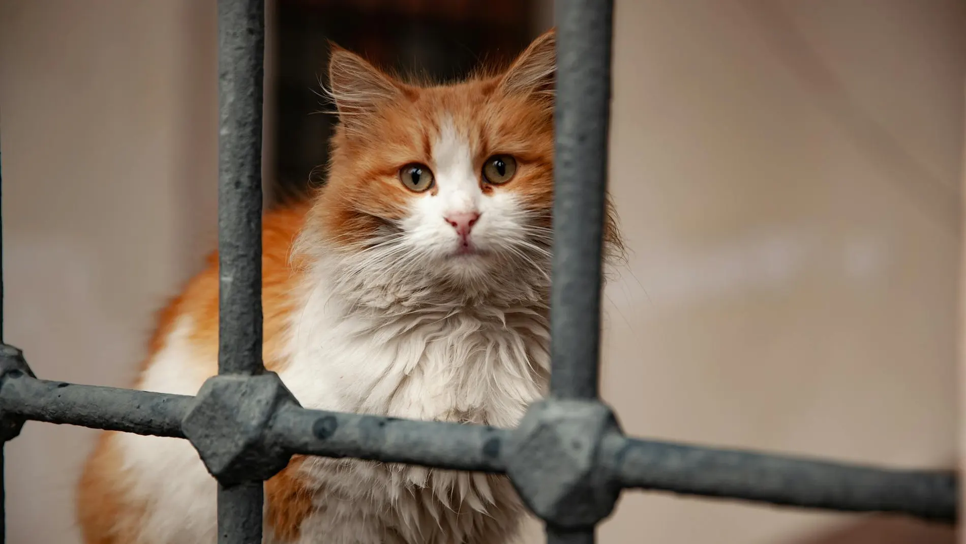 Imagen de archivo de un gato peludo