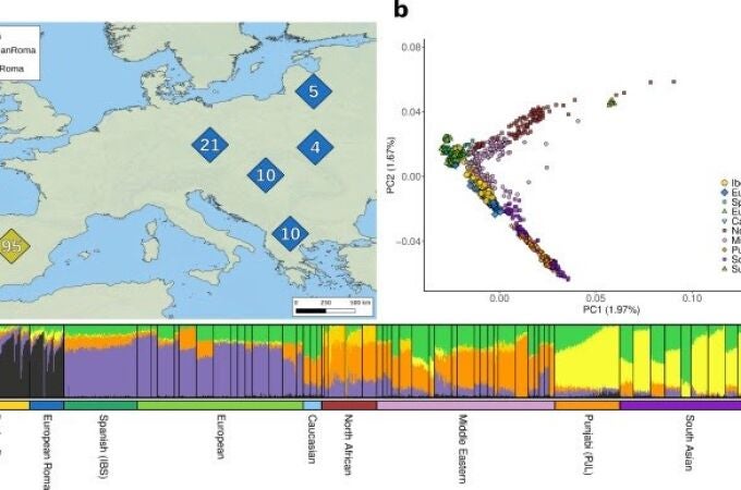 Imgen del artículo publicado en 'Human Genetics' donde se aprecia la estructura genética de la población de los grupos gitanos europeos