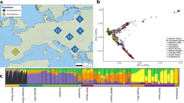 Imgen del artículo publicado en 'Human Genetics' donde se aprecia la estructura genética de la población de los grupos gitanos europeos