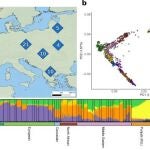 Imgen del artículo publicado en 'Human Genetics' donde se aprecia la estructura genética de la población de los grupos gitanos europeos