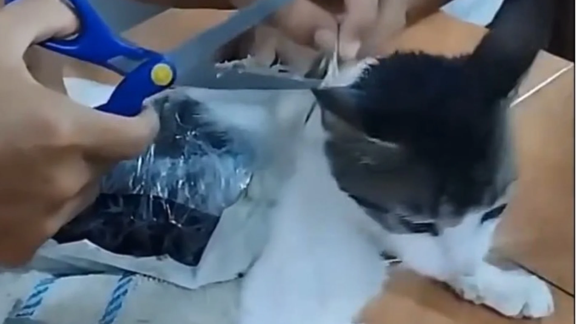 Detienen al 'narco-michi' en Costa Rica: el gato que utilizaban para el contrabando de droga