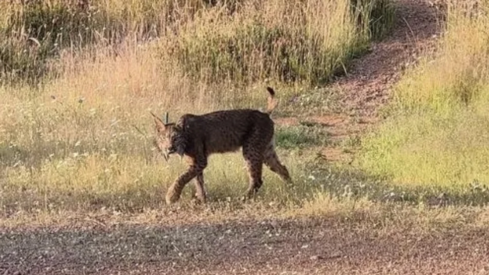 Imagen del lince en un parque de Córdoba